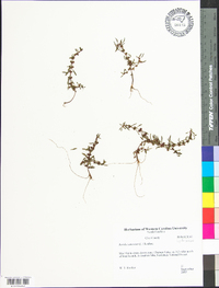 Rotala ramosior image