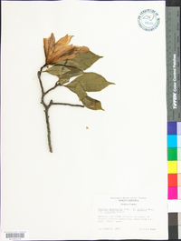 Magnolia soulangeana image