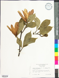 Magnolia soulangeana image