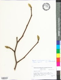 Magnolia soulangeana image