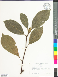 Magnolia soulangeana image