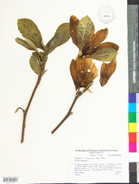 Magnolia soulangeana image