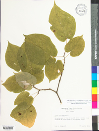 Tilia americana var. caroliniana image