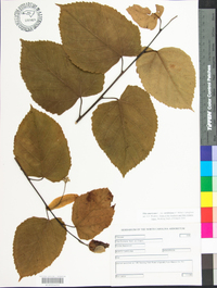 Tilia americana var. caroliniana image