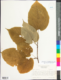 Tilia americana var. heterophylla image