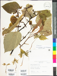 Tilia americana var. heterophylla image