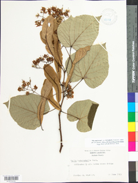 Tilia americana var. heterophylla image