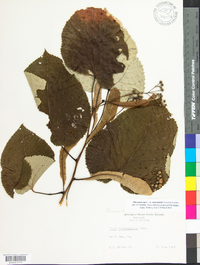 Tilia americana var. heterophylla image