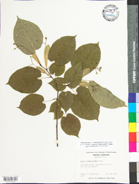 Tilia americana var. heterophylla image