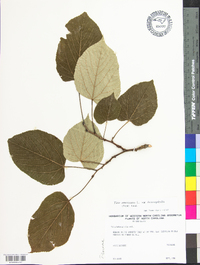 Tilia americana var. heterophylla image