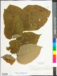 Tilia americana var. heterophylla image