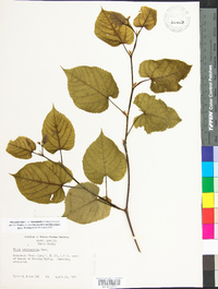 Tilia americana var. heterophylla image