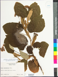 Tilia americana var. heterophylla image