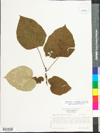 Tilia americana var. heterophylla image