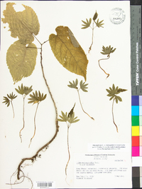 Tilia americana var. heterophylla image