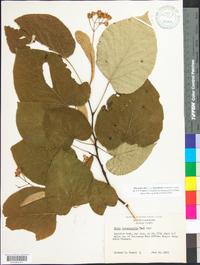 Tilia americana var. heterophylla image