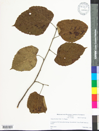 Tilia americana var. caroliniana image