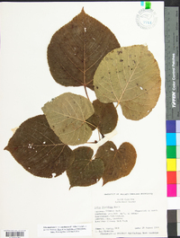 Tilia americana var. caroliniana image