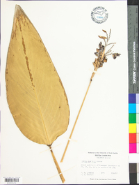 Thalia dealbata image