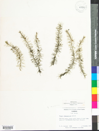 Mayaca fluviatilis image