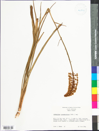 Amianthium muscitoxicum image