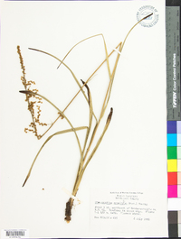 Stenanthium gramineum image