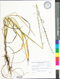 Stenanthium gramineum image