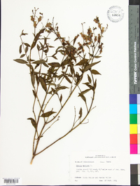 Rhexia mariana var. purpurea image