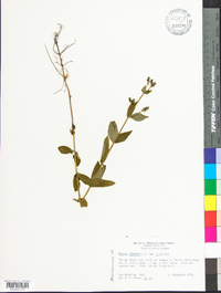 Rhexia virginica image