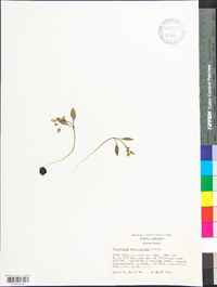 Claytonia caroliniana image