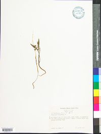 Claytonia caroliniana image