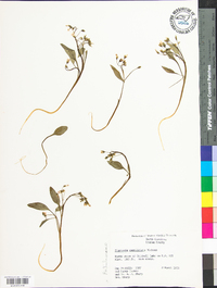 Claytonia caroliniana image