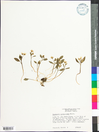 Claytonia caroliniana image