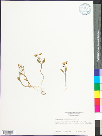 Claytonia caroliniana image