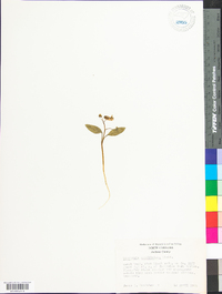 Claytonia caroliniana image