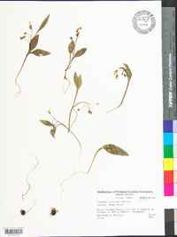 Claytonia caroliniana image