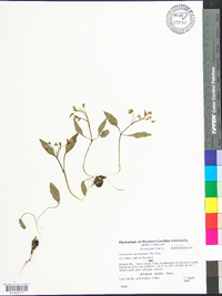 Claytonia caroliniana image