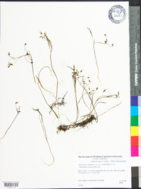 Claytonia virginica var. acutiflora image