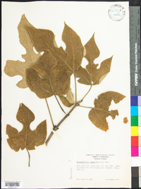 Broussonetia papyrifera image