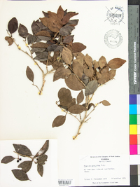 Eugenia foetida image