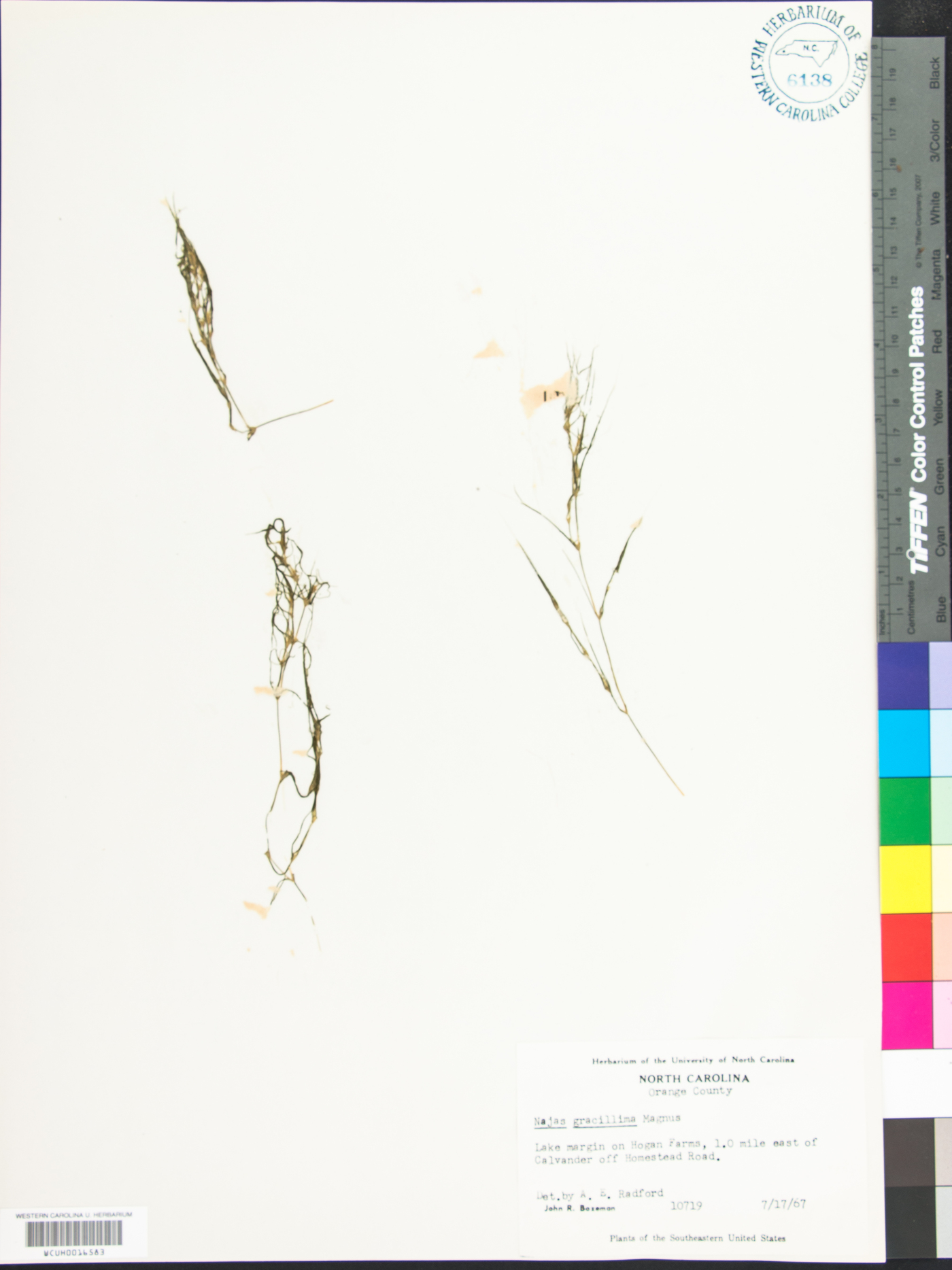 Najas gracillima image