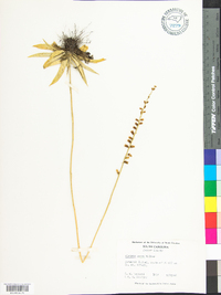 Aletris aurea image