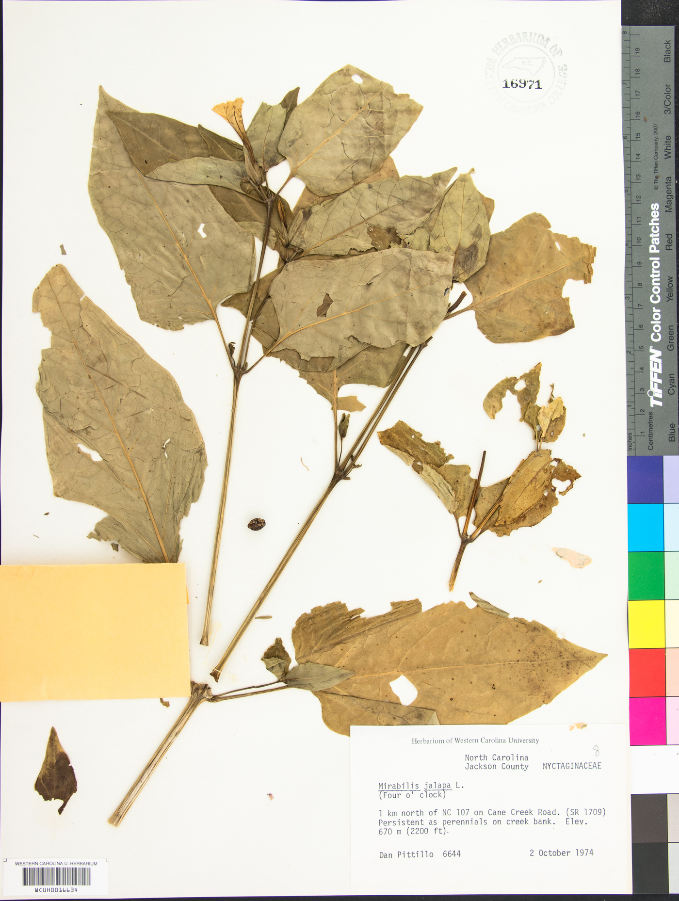 Mirabilis jalapa image