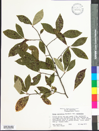 Nyssa sylvatica var. sylvatica image