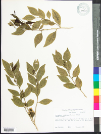 Forestiera acuminata image