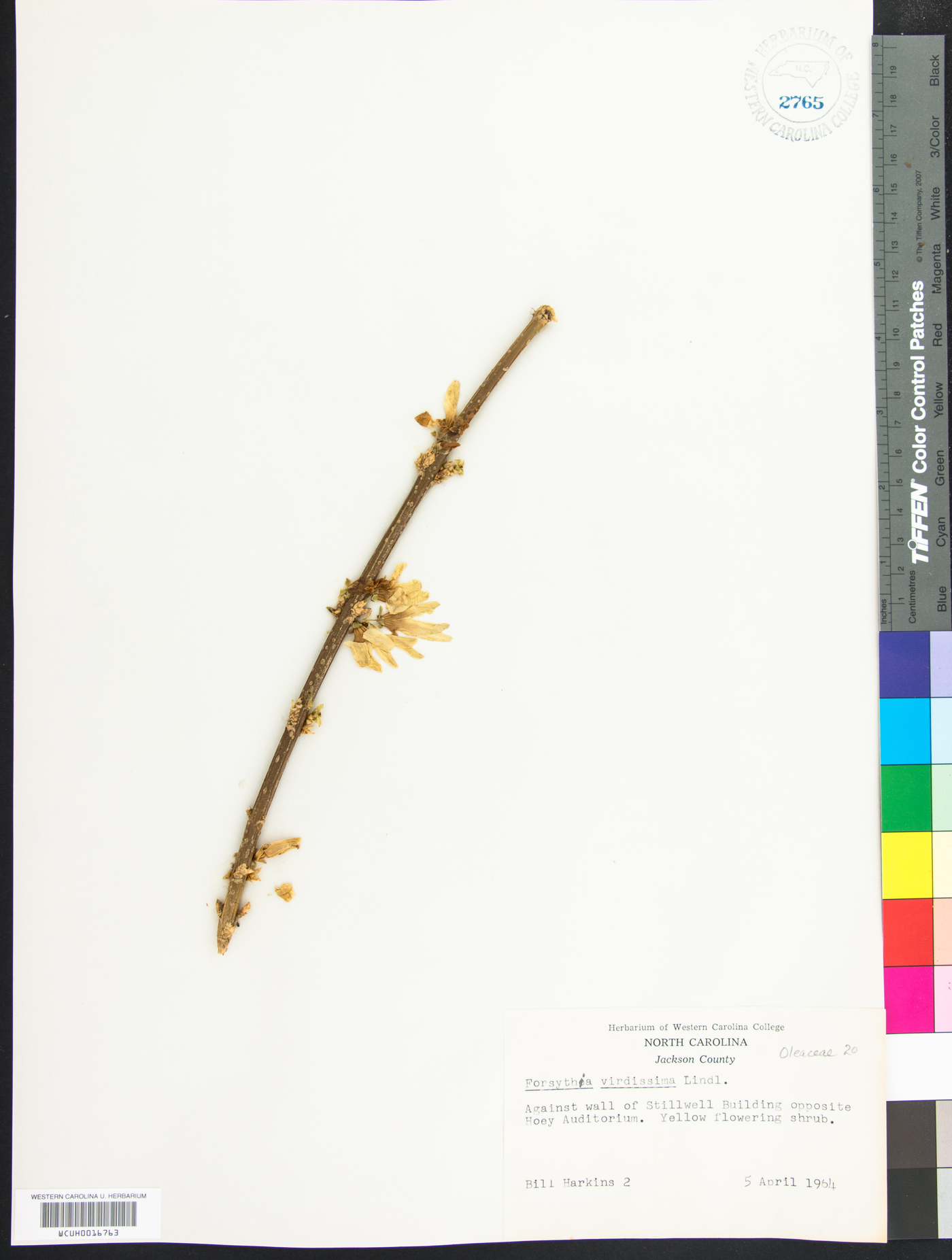 Forsythia viridissima image