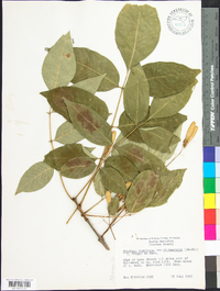 Fraxinus americana var. biltmoreana image