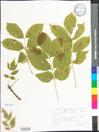 Fraxinus americana var. americana image