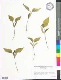 Fraxinus americana var. americana image