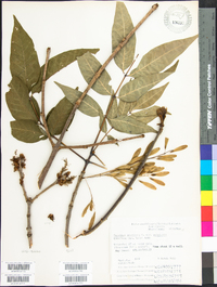 Fraxinus americana var. americana image